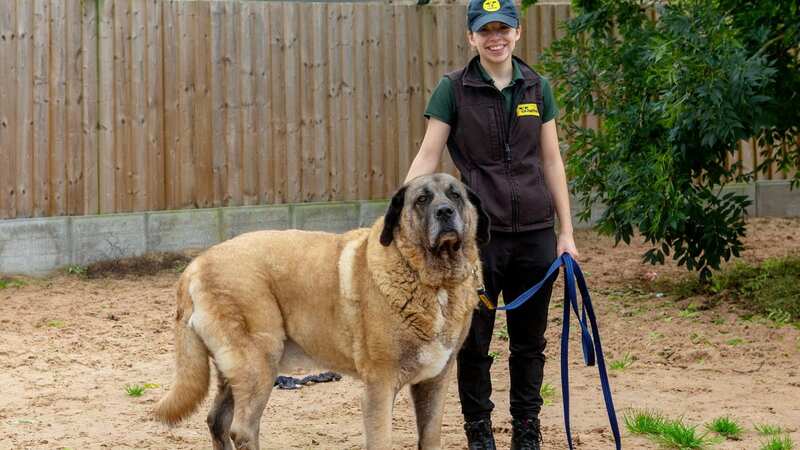 Major is a big softie (Image: Dogs Trust Loughborough / SWNS)