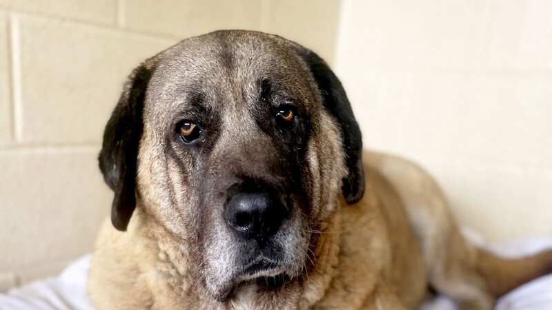 Major the Anatolian Shepherd (Image: Dogs Trust Loughborough / SWNS)