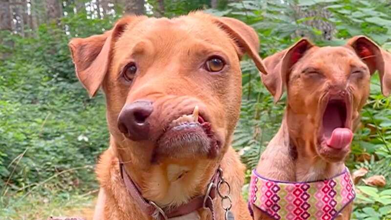 Adorable friendship between two disabled pooches saved from 