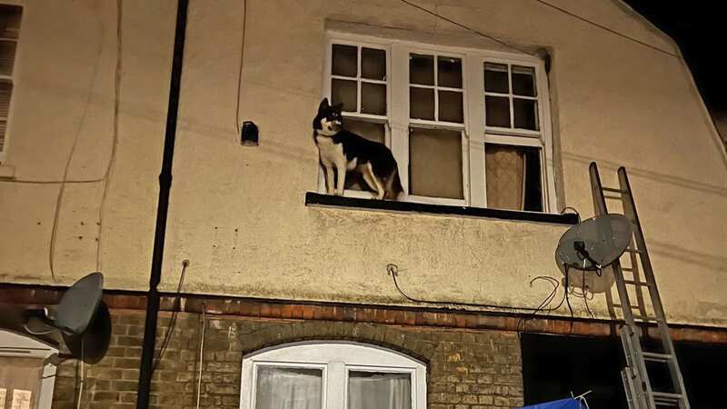 The dog pictured on the window ledge (Image: PA Media)