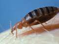 First signs of bed bug infestation in your home as cases surge in the UK