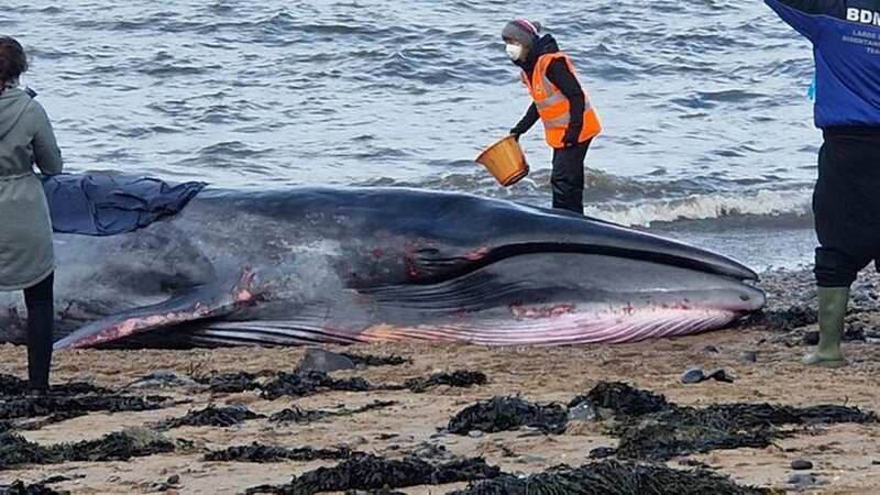 The whale stuck on a beach near Edinburgh (Image: No credit)