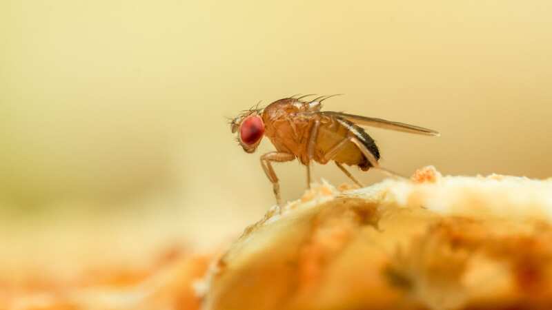 Humans share 60% of DNA with fruit flies (Image: Getty Images)