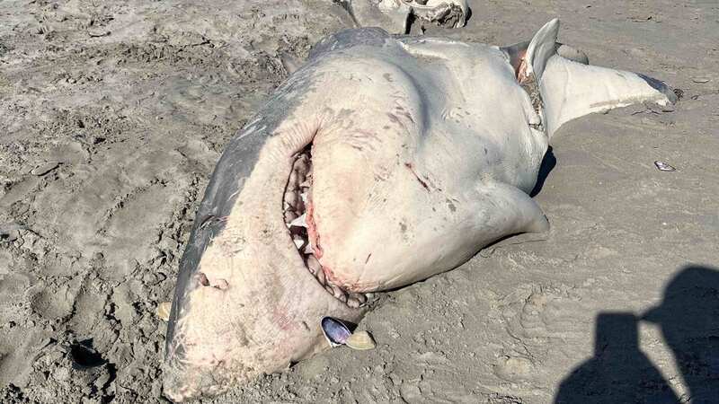 The half-eaten Great White washed up on Tuesday (Image: Credit: Ben Johnstone via Pen News)
