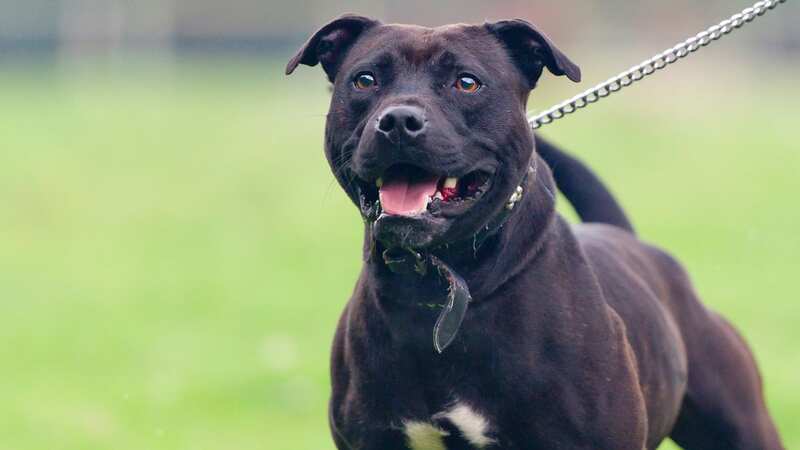 Officers believe the dog to be a Staffordshire Bull Terrier (stock photo) (Image: Getty Images)