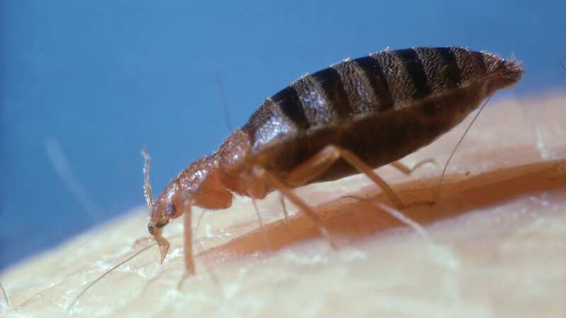 There has been a surge of bed bug cases in the UK (Image: Getty Images)