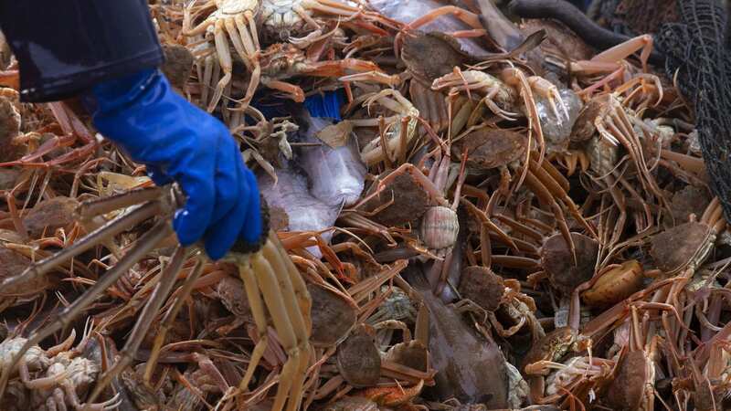 The annual Alaska snow crab harvest was cancelled for the second consecutive year (Image: Getty Images/Bloomberg Creative Photos)