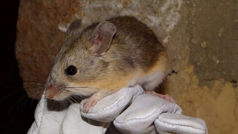 A leaf-eared mouse found in the Andes (Image: Marcial Quiroga-Carmona / SWNS)