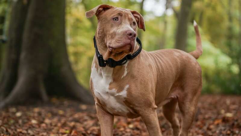 The American Bully XL will be banned in Britain (Image: Getty Images)