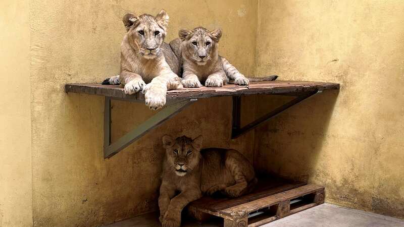 The cubs are suffering a great trauma (Image: Yorkshire Wildlife Park / SWNS)