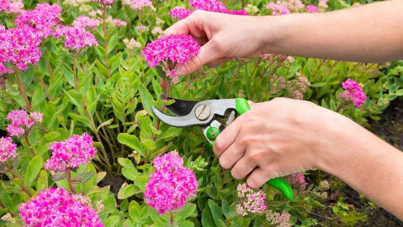 Pruning is an essential October task in your gardening routine (Image: Getty Images/iStockphoto)