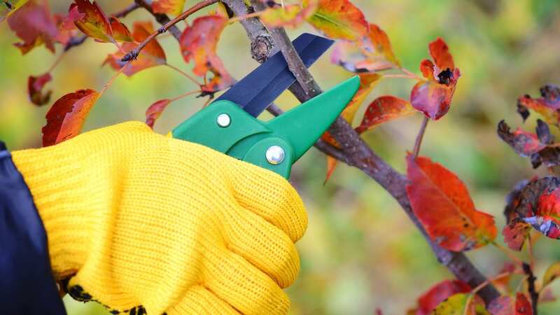 Experts have revealed the best time to prune maple trees (Image: Getty Images/iStockphoto)