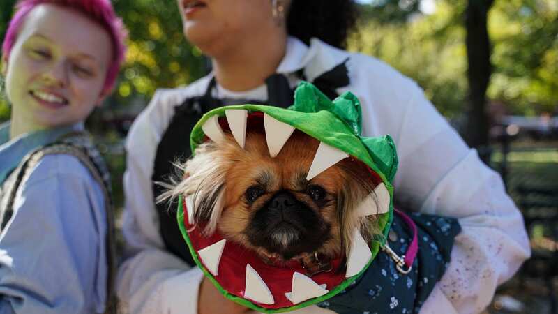 A vet has advised against dressing your dog up for Halloween (stock photo) (Image: Anadolu Agency via Getty Images)