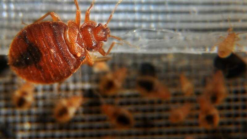 These are the small steps you can take to get rid of beg bugs (Image: AFP/Getty Images)
