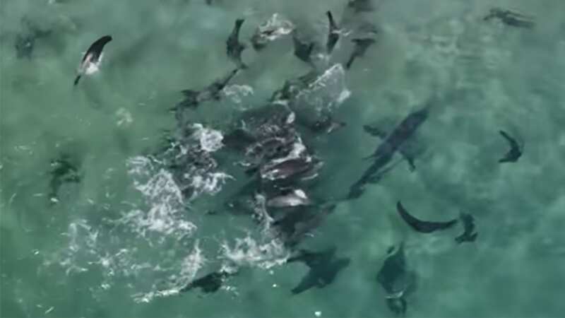 Seals chasing sharks (Image: BBC / Planet Earth III)