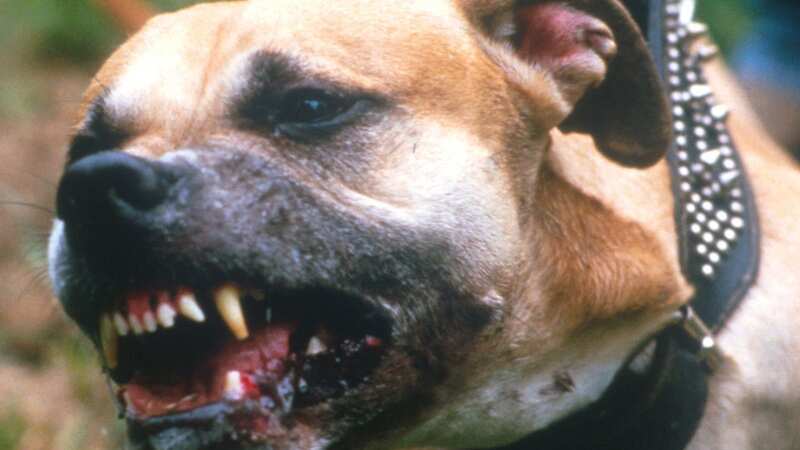Pit bulls have been banned in the UK since 1991 (stock image) (Image: Getty Images)