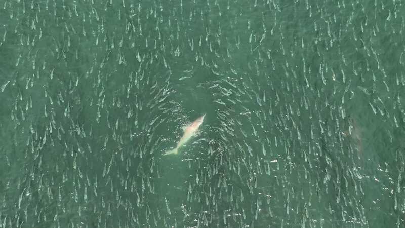 Frenzied sharks hunt within metres of oblivious surfers and swimmers