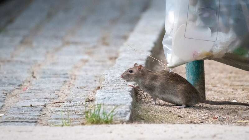This DIY hack could keep rats out of your garden for good. (Stock Photo) (Image: Getty Images)
