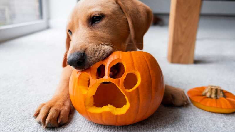 Dog owners warned about dangerous Halloween found that could harm pets (Image: Getty Images)