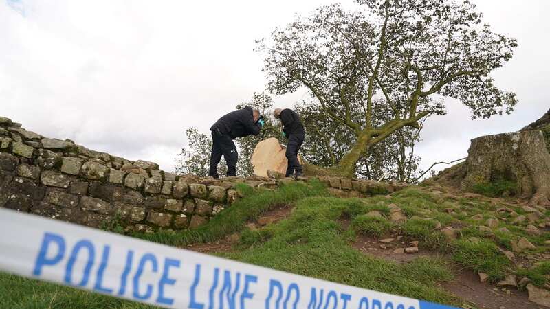 Forensic investigators from Northumbria Police examine the felled Sycamore Gap tree (Image: PA)