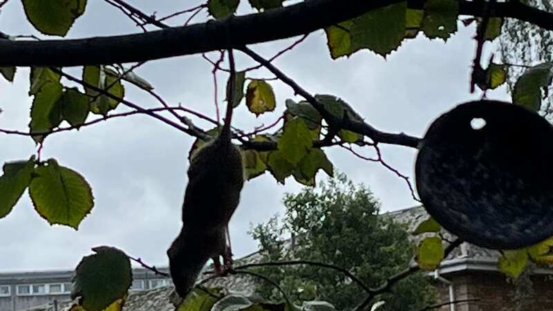 The large rat has been seen swinging from a tree (Image: supplied)