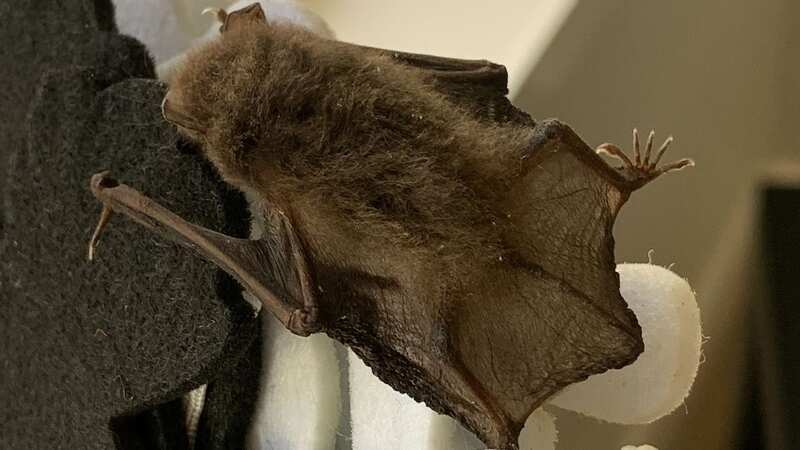 Anna says she found a dead bat (Image: Kennedy News and Media)
