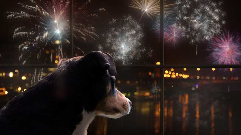 Many animals are scared of fireworks (Image: Getty Images)