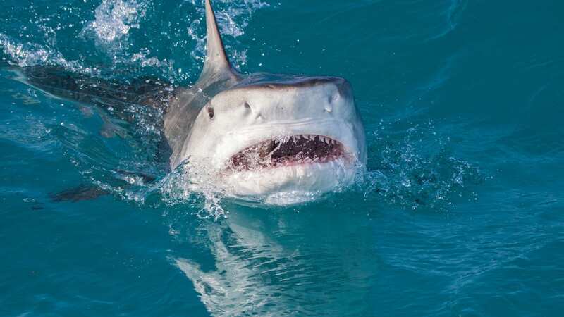A spear fisherman has been attacked by a shark (file image) (Image: Getty Images)
