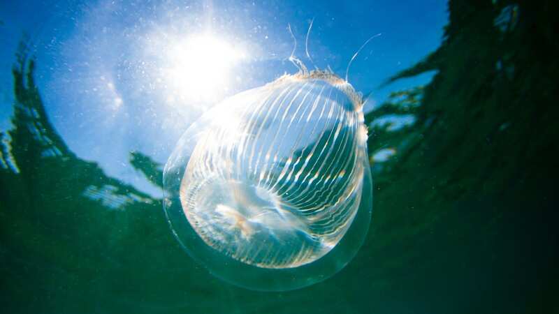 A crystal jellyfish (Image: Getty Images/iStockphoto)