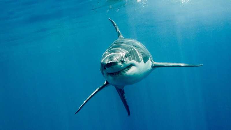 Mystery of vanishing great white sharks as predators found with livers torn out