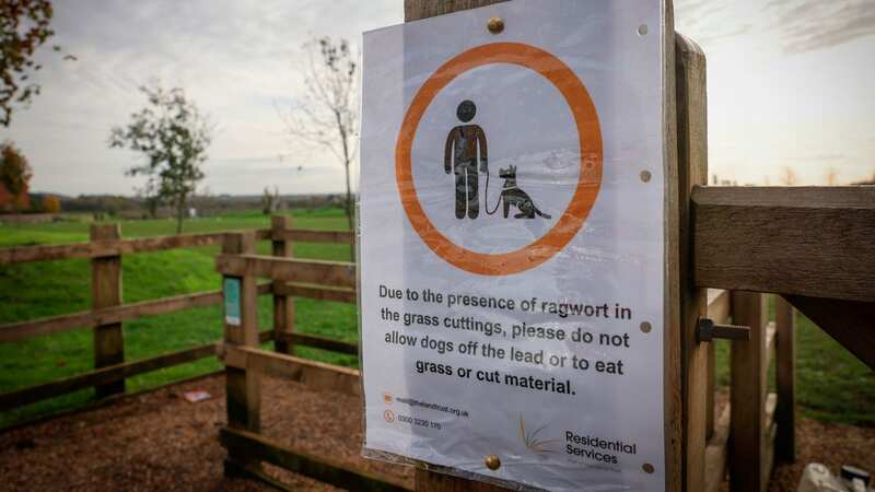 A ragwort warning sign at Merlin Park, in Hucknall (Image: Joseph Raynor/ Nottingham Post)