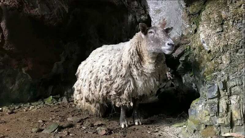 Fiona was stranded for more than two a half years (Image: Animal Rising)