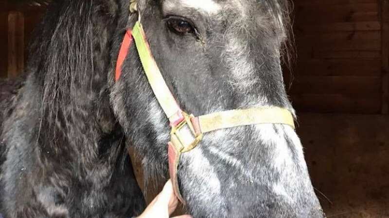 Popkei the horse died in 2019 after suffering heart failure as a result of the stress caused by fireworks (Image: Hopefield Animal Sanctuary/Facebook)