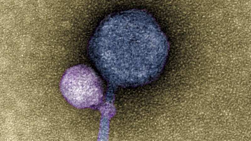 The smaller satellite virus attaches to the larger 