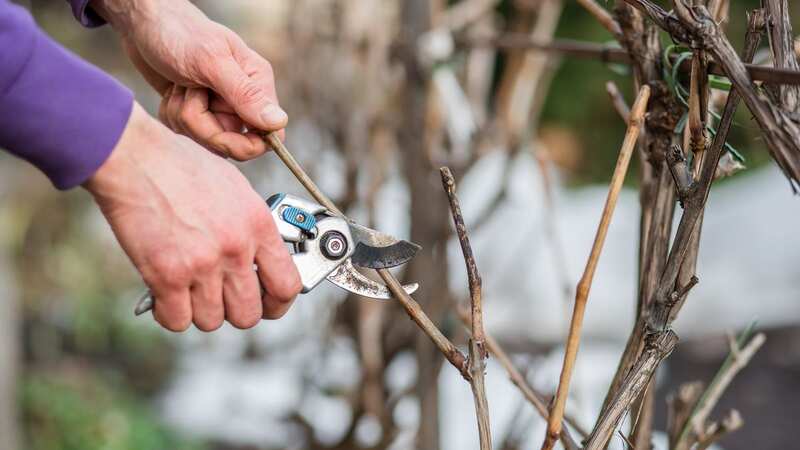 Simple method for pruning roses in November can ‘prevent diseases’