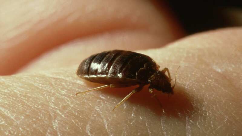 The colour of your bed sheets could contribute to the outcome of bed bugs dwelling in your bedroom (Image: Getty Images)