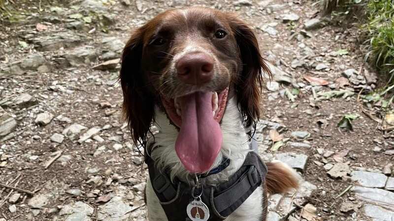 Hero dog Daisy took it upon herself to save Mowgli (Image: Calweton Veterinary Group/CornwallLive)
