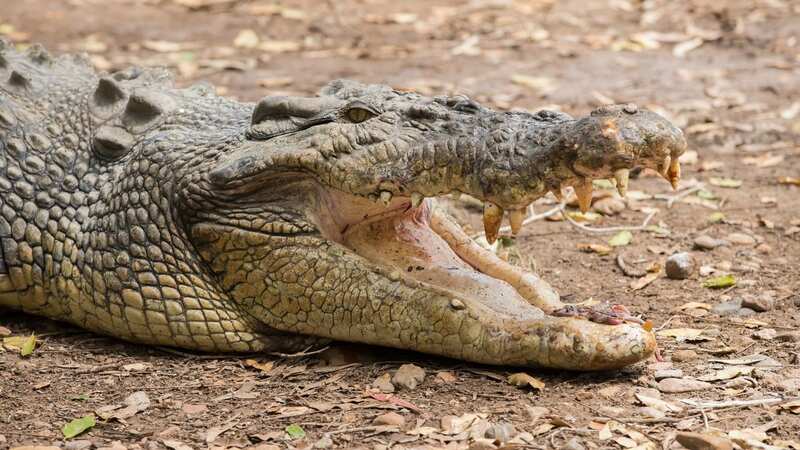 He said the crocodile which attacked him had now been "removed" (stock image) (Image: Getty Images)