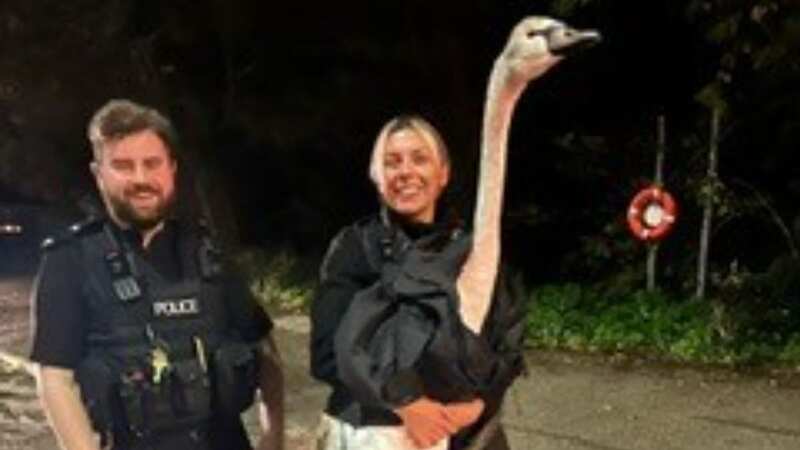 Police officers successfully found the swan