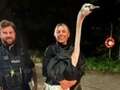 Cops smile after amusing chase for crafty swan in funny 'Hot Fuzz' caper qhiddrieeiqkinv