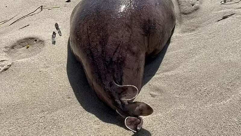 The interesting animal rocked up on an Australian beach (Image: Reef Dunn/Facebook)