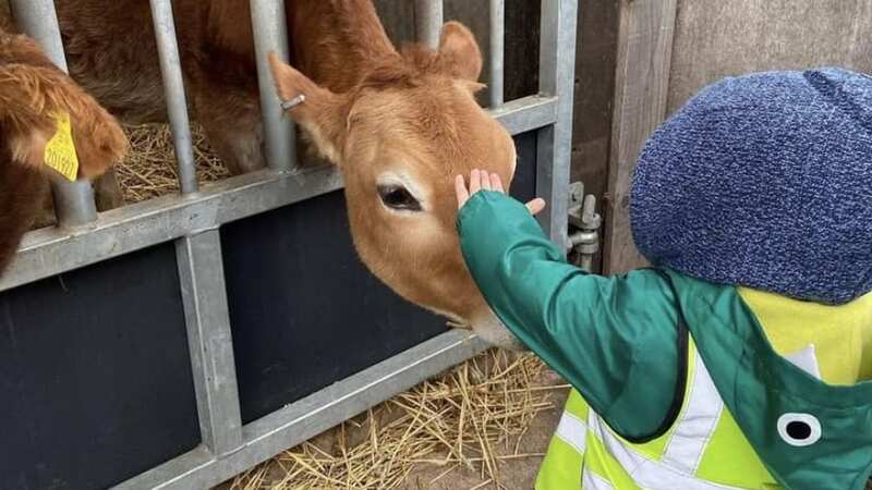 A calf being petted at Amerton Farm in Staffordshire, where intruders slaughtered three of the animals overnight