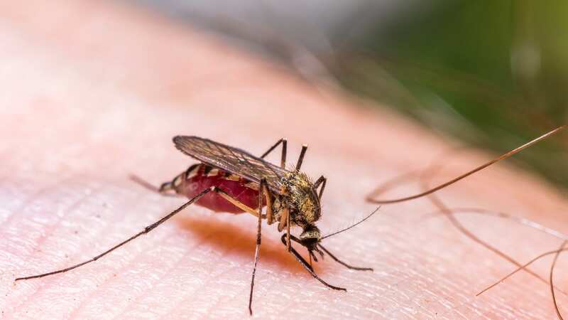 Mosquitoes are the culprits that spread dengue - and they may begin moving north from Mexico (Image: Getty Images)
