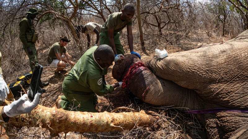 The group of vets cut the snare off the bull elephant (Image: The Sheldrick Wildlife Trust / CATERS NEWS)