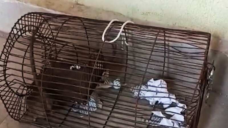 Moment rat caught guzzling 60 bottles of illegal alcohol in wild drunken spree