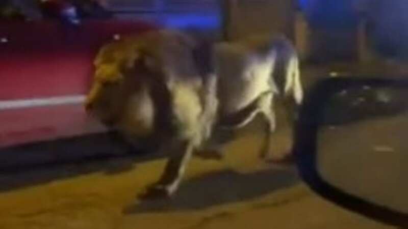 Moment lion caught after escaping circus and prowling through streets of Rome