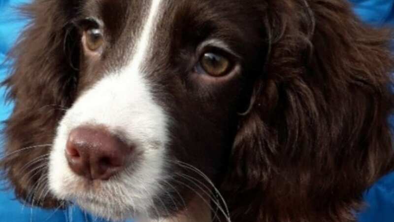 The puppy had suffered serious injuries to multiple organs and later died