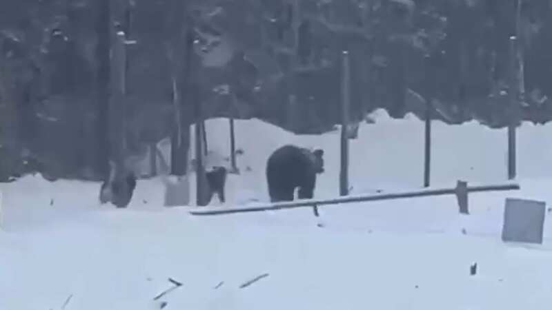 Angry bear mauls two men but they somehow manage to fight off beast