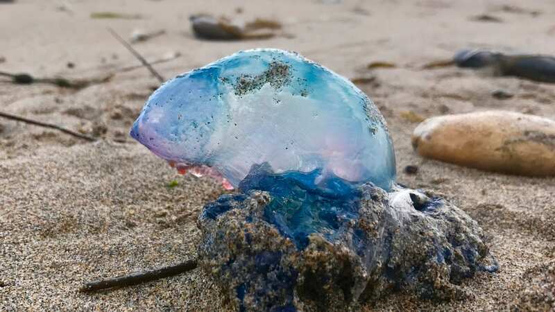 Portuguese man o