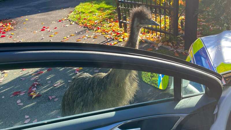 Hilarious doorbell footage shows Emu on the run after escaping from UK village